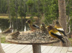 grosbeaks and p finches (inexorable spring)