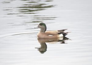 Am widgeon (Down the bella coola hill again.)
