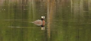 15 horned grebe (inexorable spring)