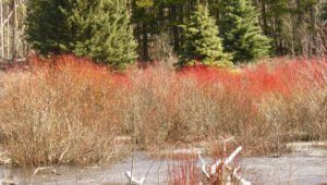 15b willow twigs red (APRIL 2021)