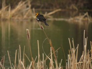 yellowhead BB (Down the bella coola hill again.)