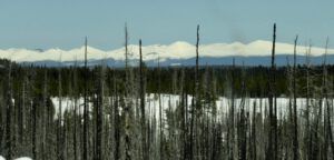 17 Itchas (Bella Coola Hill Mid April)