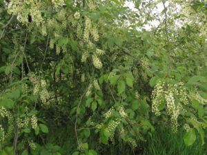 chokecherry (Down the bella coola hill again.)