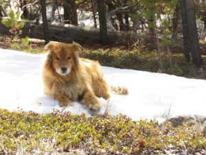 17 harry on snow (APRIL 2021)