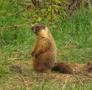 13 woodchuck (Down the bella coola hill again.)