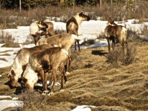 2 cariboo (Bella Coola Hill Mid April)