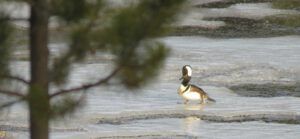 2 first duck (inexorable spring)