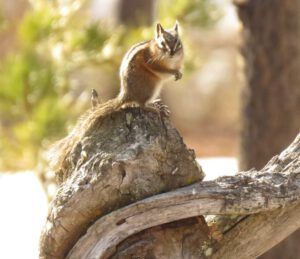 3 forst chipmunk (APRIL 2021)