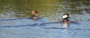 3 pr mergansers (inexorable spring)