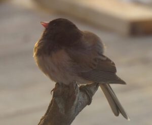 birds humpback (APRIL 2021)
