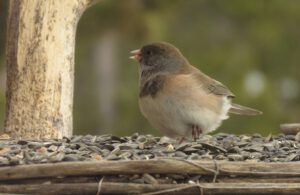 birds pegleg (APRIL 2021)