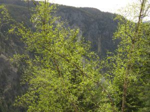 5 birch (Down the bella coola hill again.)