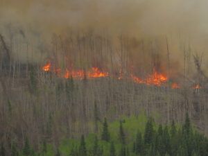 5 dead aspens (Kleena Kleene Fire)