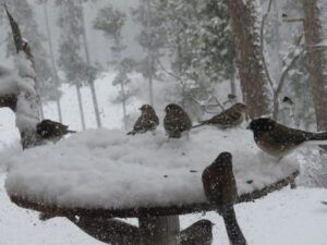 6 30 juncos (APRIL 2021)