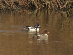 6 barrows goldeneye (inexorable spring)