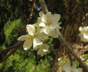 7 apple blossoms (Down the bella coola hill again.)