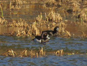 7 ringnecks (inexorable spring)