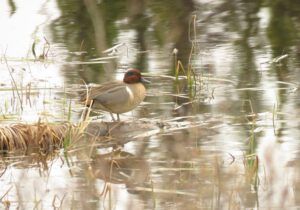 7a gw teal (inexorable spring)