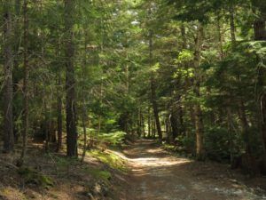 8 drivesay (Down the bella coola hill again.)