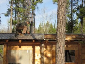 igor 3 dismantling roof (inexorable spring)