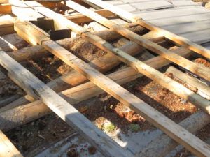 igor 4 squirrel nests (inexorable spring)