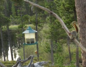birdfeeder 1 best (And the World Turns Green)