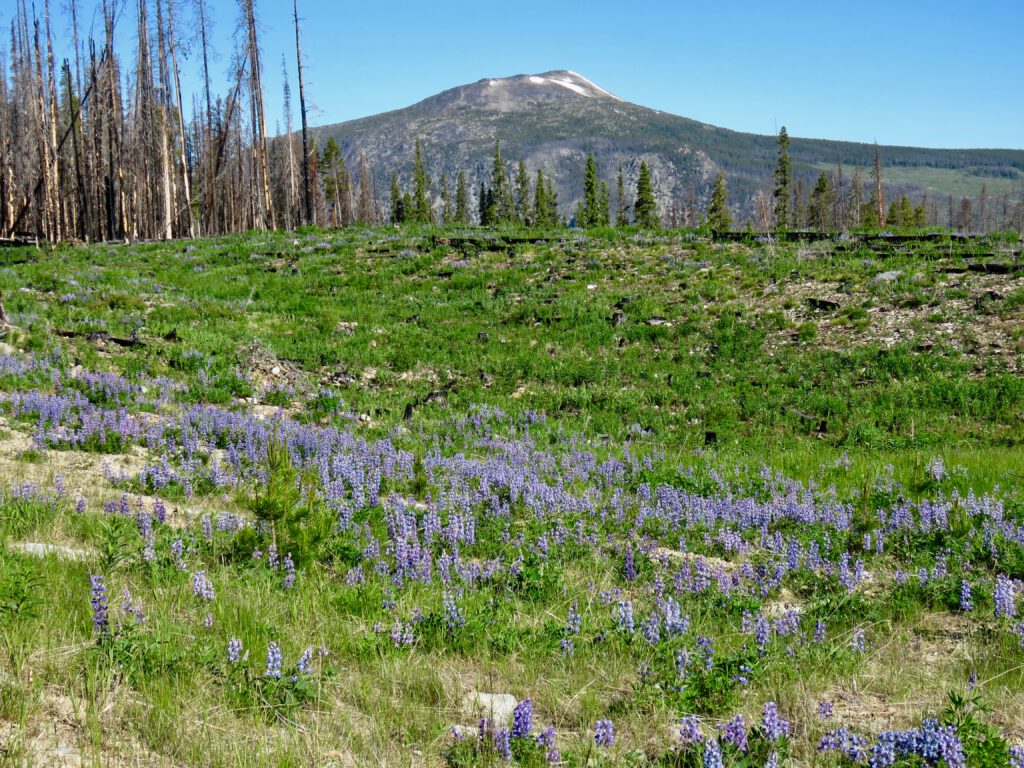 lupin zone