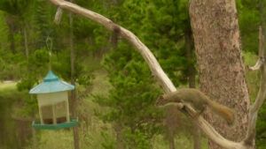 bird feeder 2 (And the World Turns Green)