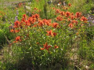 11  paintbrush (First Trip Into The Mountains)