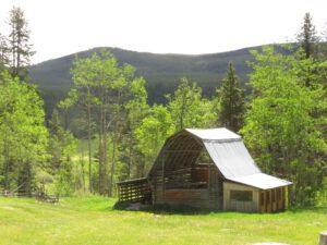 12 spring green (Precipice Cattle Drive 2021)