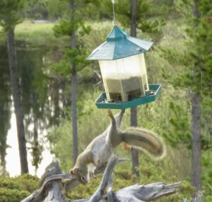 bird feeder fallin off (And the World Turns Green)
