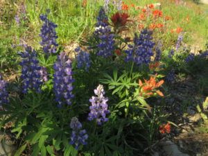 13 paintbrush and lupin (First Trip Into The Mountains)