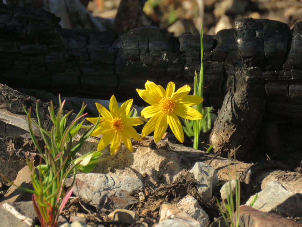 heart leaved arnica