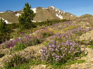 15 jl an sp etc best (First Trip Into The Mountains)