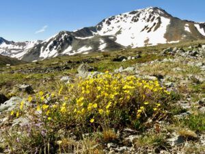 16 potentilla (First Trip Into The Mountains)