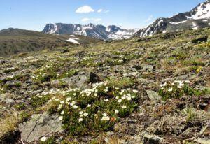 17 mt avens (First Trip Into The Mountains)