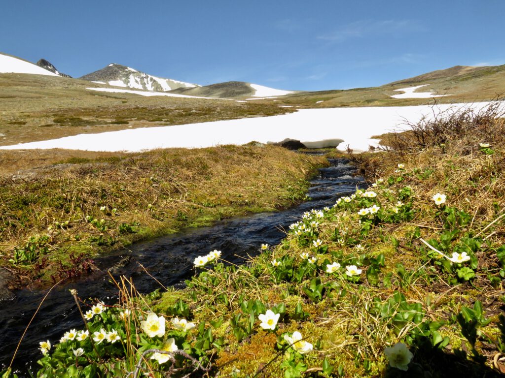 mountain marsh marigold, globe flower