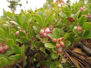 2 kinnikinnik (And the World Turns Green)