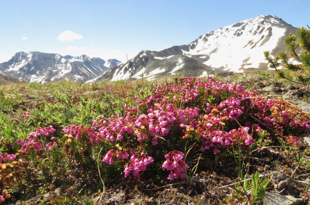 red heather