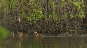 21 bw teal babies (And the World Turns Green)