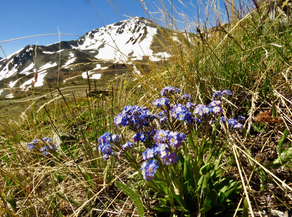 alpine forgetmenot