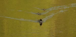 22 goldeney babies (And the World Turns Green)