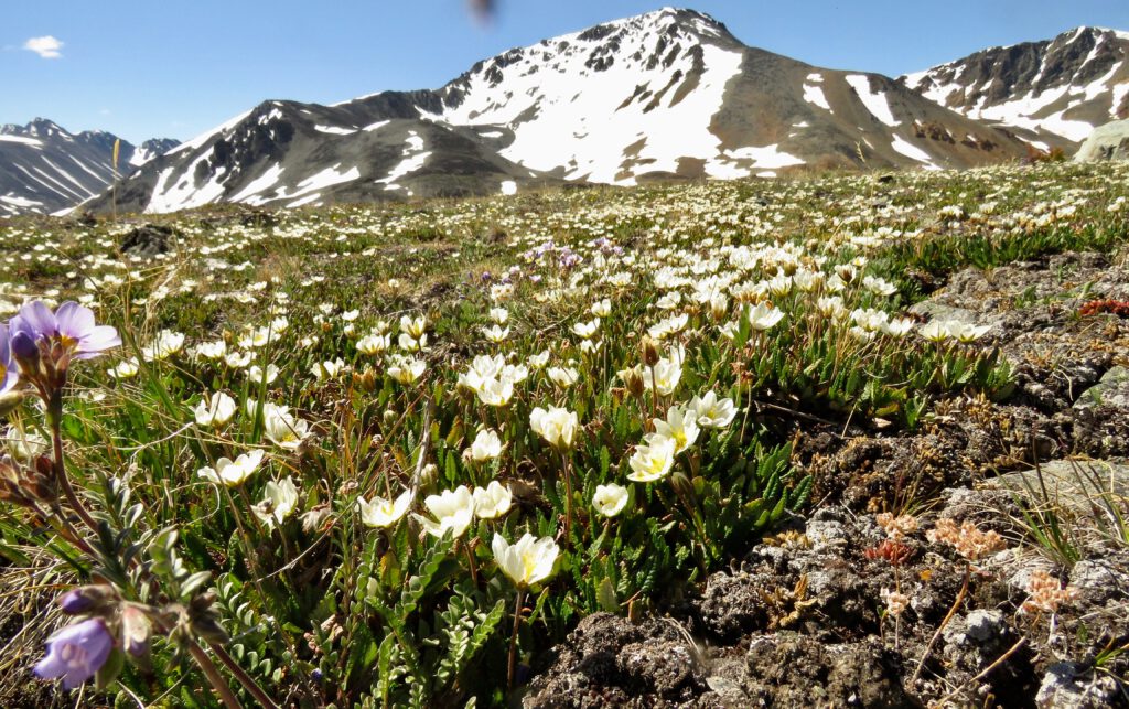 eight-petalled avens