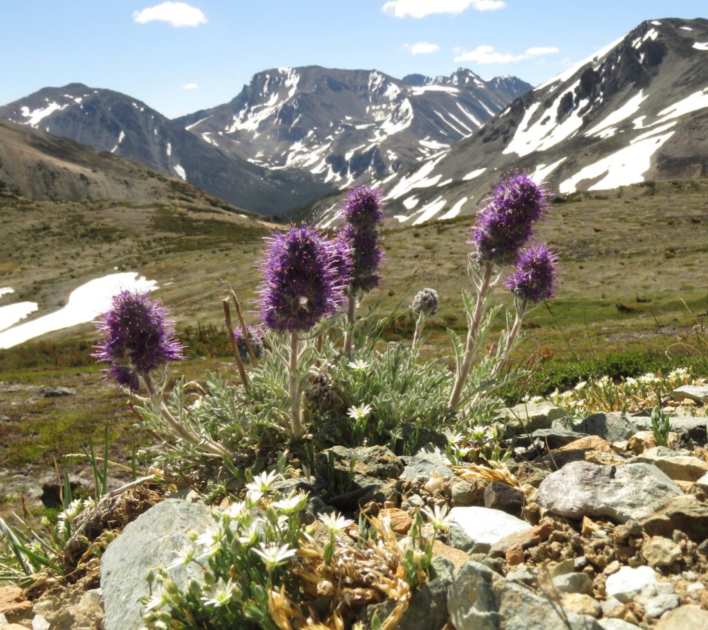 silky phacelia