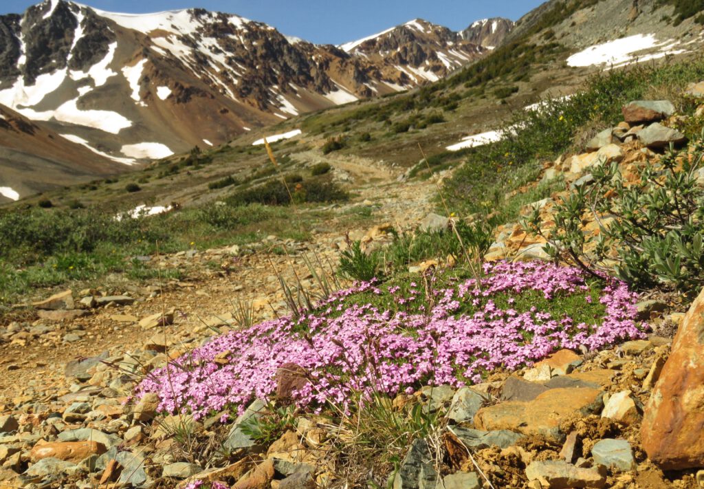 moss campion