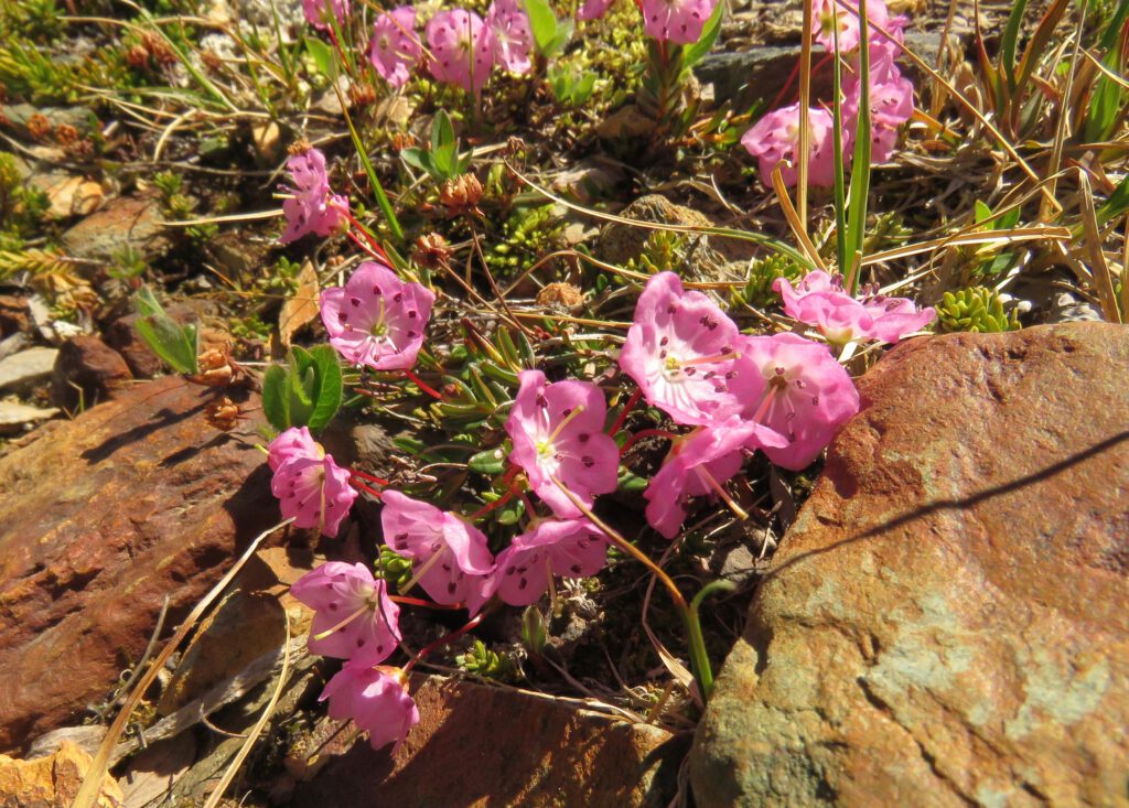 bog laurel