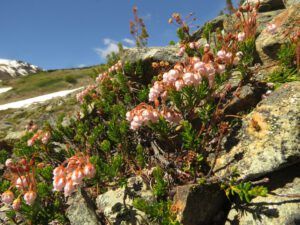27 pink heather (First Trip Into The Mountains)