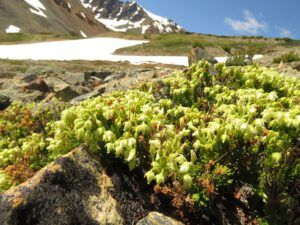 27 yeallow heather (First Trip Into The Mountains)
