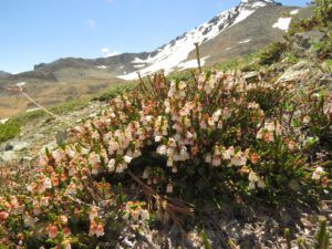 28 white heather (First Trip Into The Mountains)