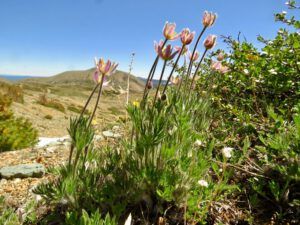 28 cutleaf fleabane (First Trip Into The Mountains)